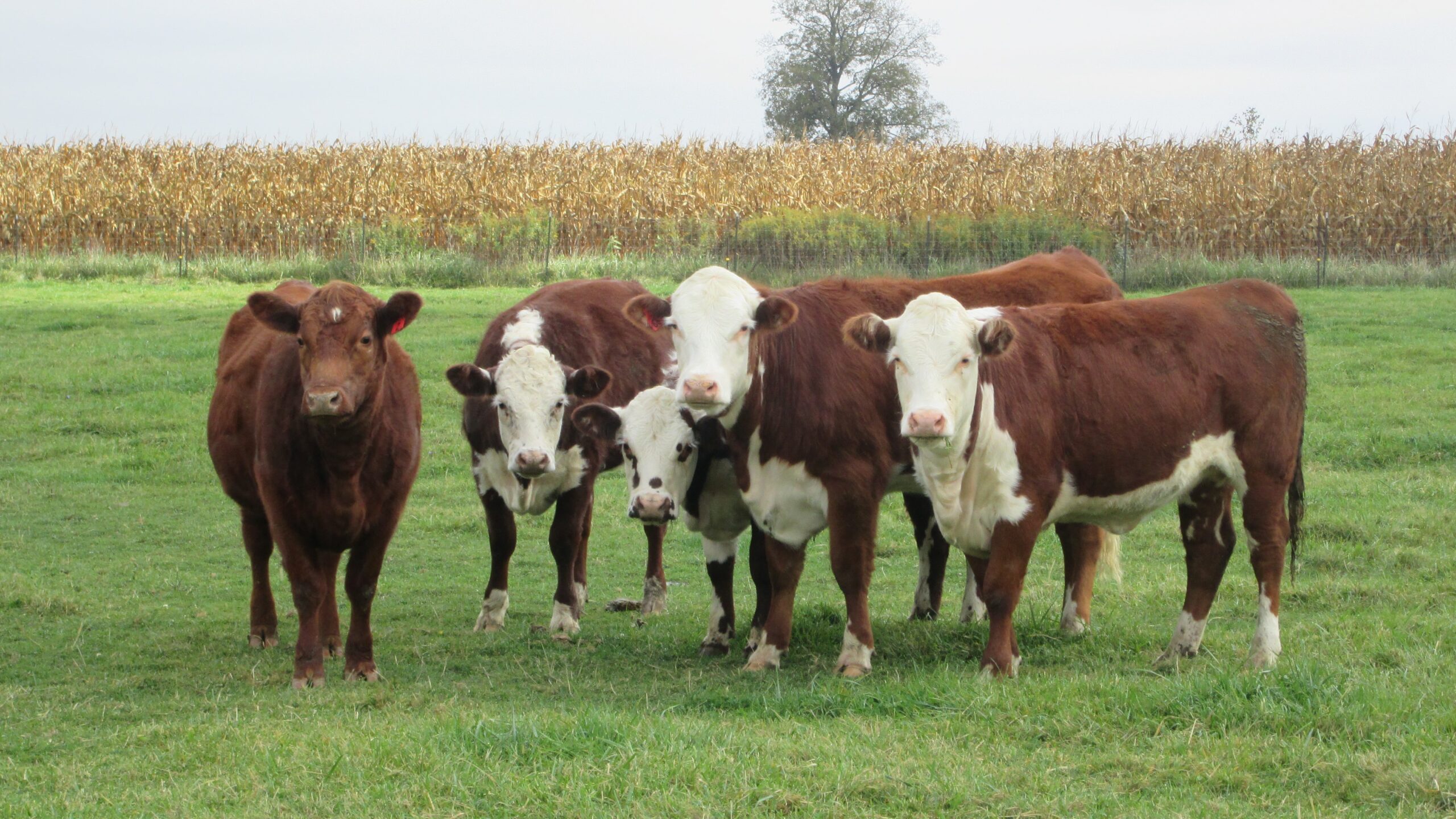 Beef Section-min Beef Section-min