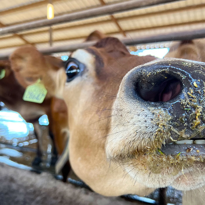 A brown cow with a yellow tag ni its ear points its wet nose covered in hya to camera.