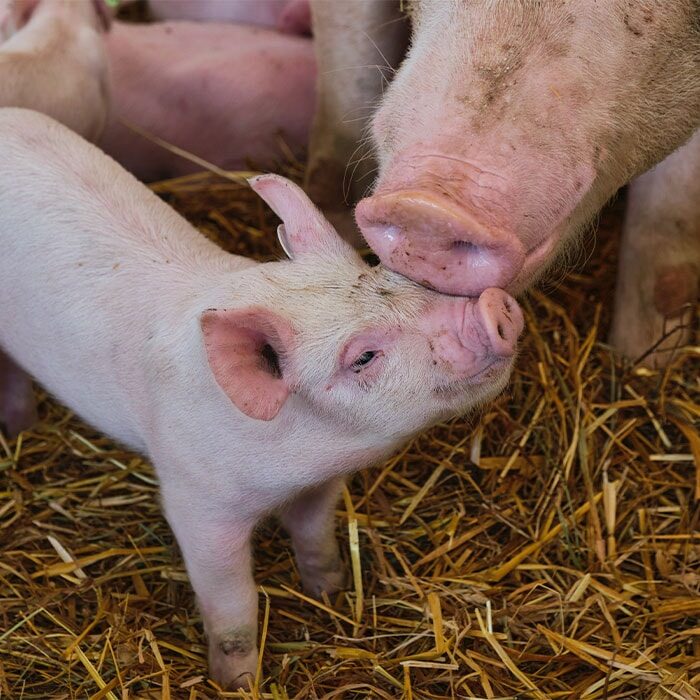 A mother pig touches her nose to a small piglet.