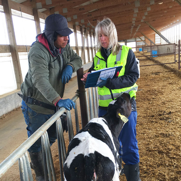 Kinder Ground co-founder Dr. Jen shows a clipboard to a farmer over a fence while a cow sniffs her vest.