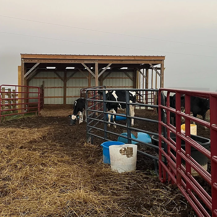Holstein cows stand near blue buckets inside a fenced pen with a shed in the background on a farm.