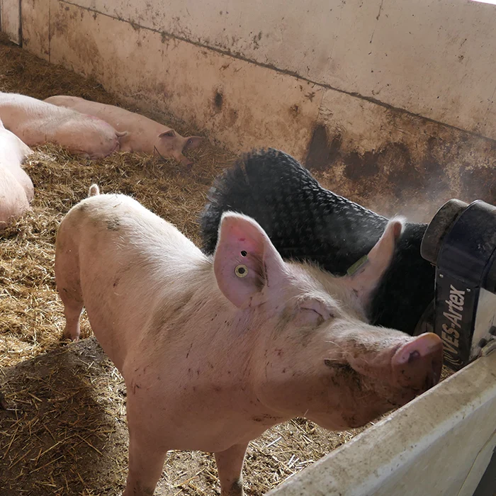 A pig sniffs a feeder in a pen, with other pigs lying on straw in the background.