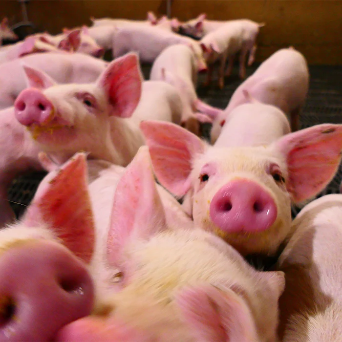 Group of piglets with pink noses crowded together in a pen, looking toward the camera.