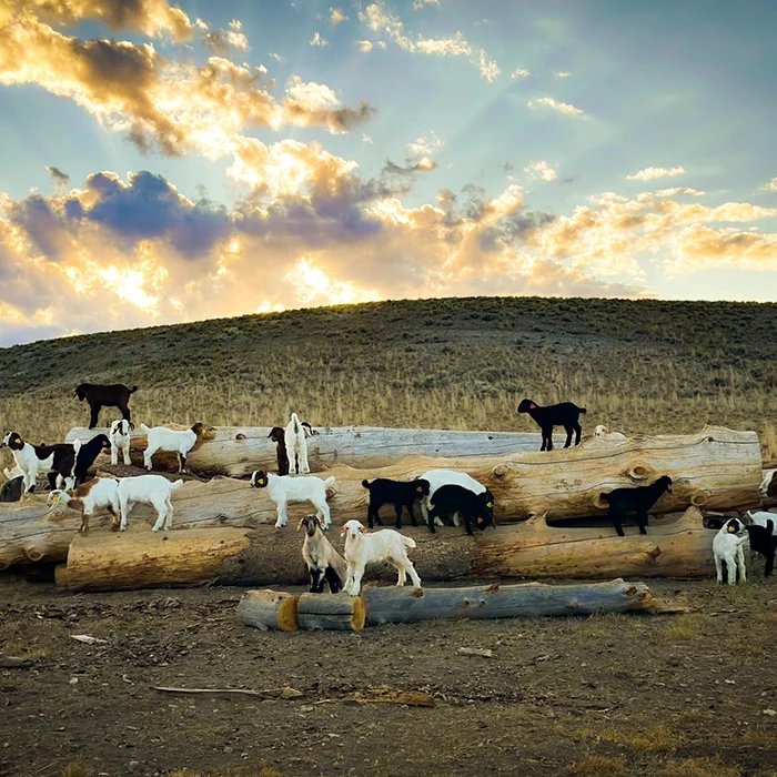 Goats standing on large fallen logs at sunset, with a grassy hill and dramatic clouds in the background.