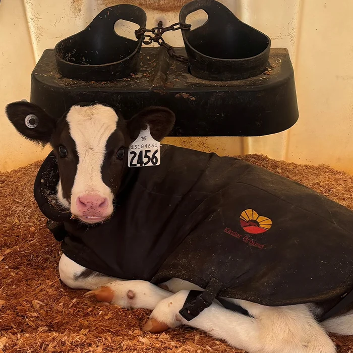 A black-and-white calf wearing a jacket and ear tag lies on wood shavings in a pen.