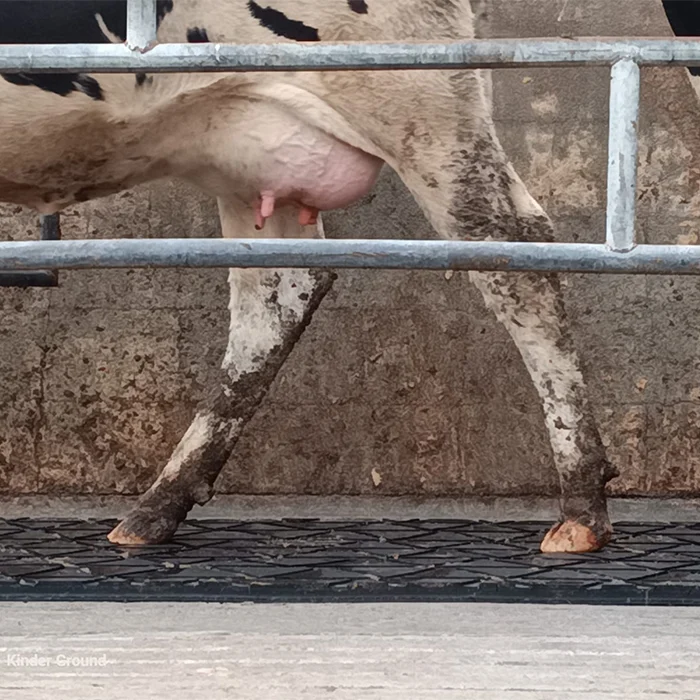 A cow’s udder and legs, dirty with mud, standing behind a metal fence on a concrete floor.