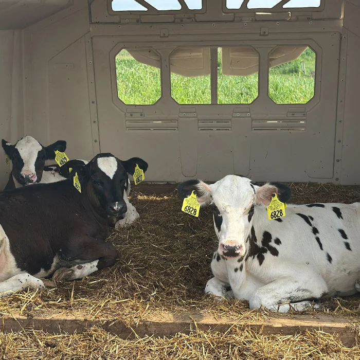 Three calves with yellow ear tags lying on straw inside a shelter with open windows and green grass outside.