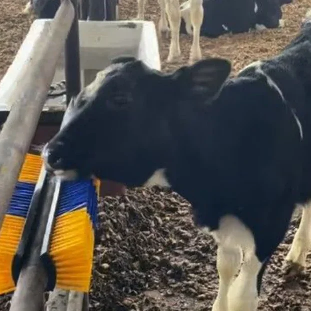 kg-resource-dairy-calf-housing-2026