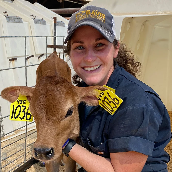 Smiling person in a UC Davis hat hugs a calf with yellow ear tags numbered 1036 inside a pen.