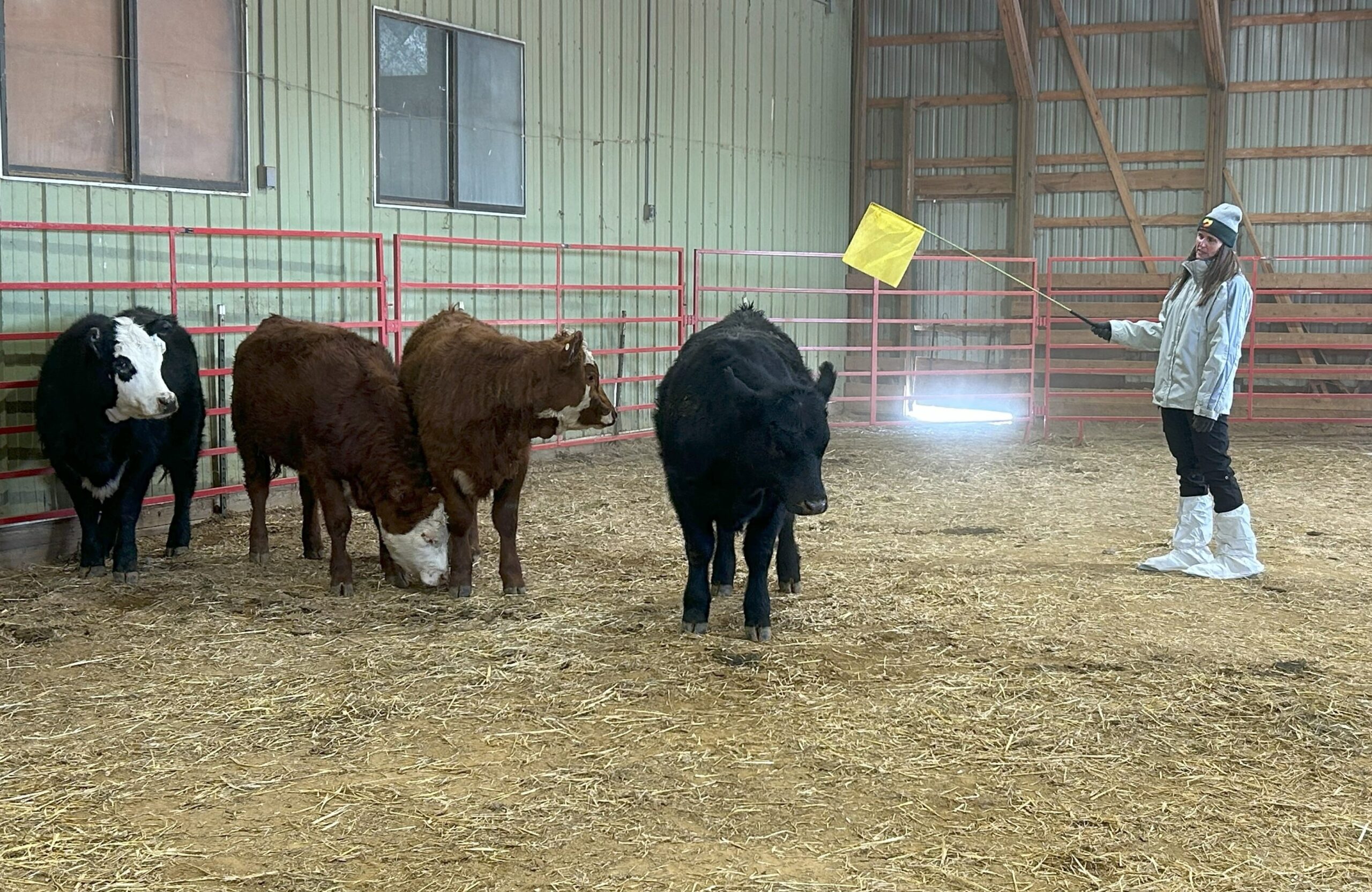 cow handling 2-min