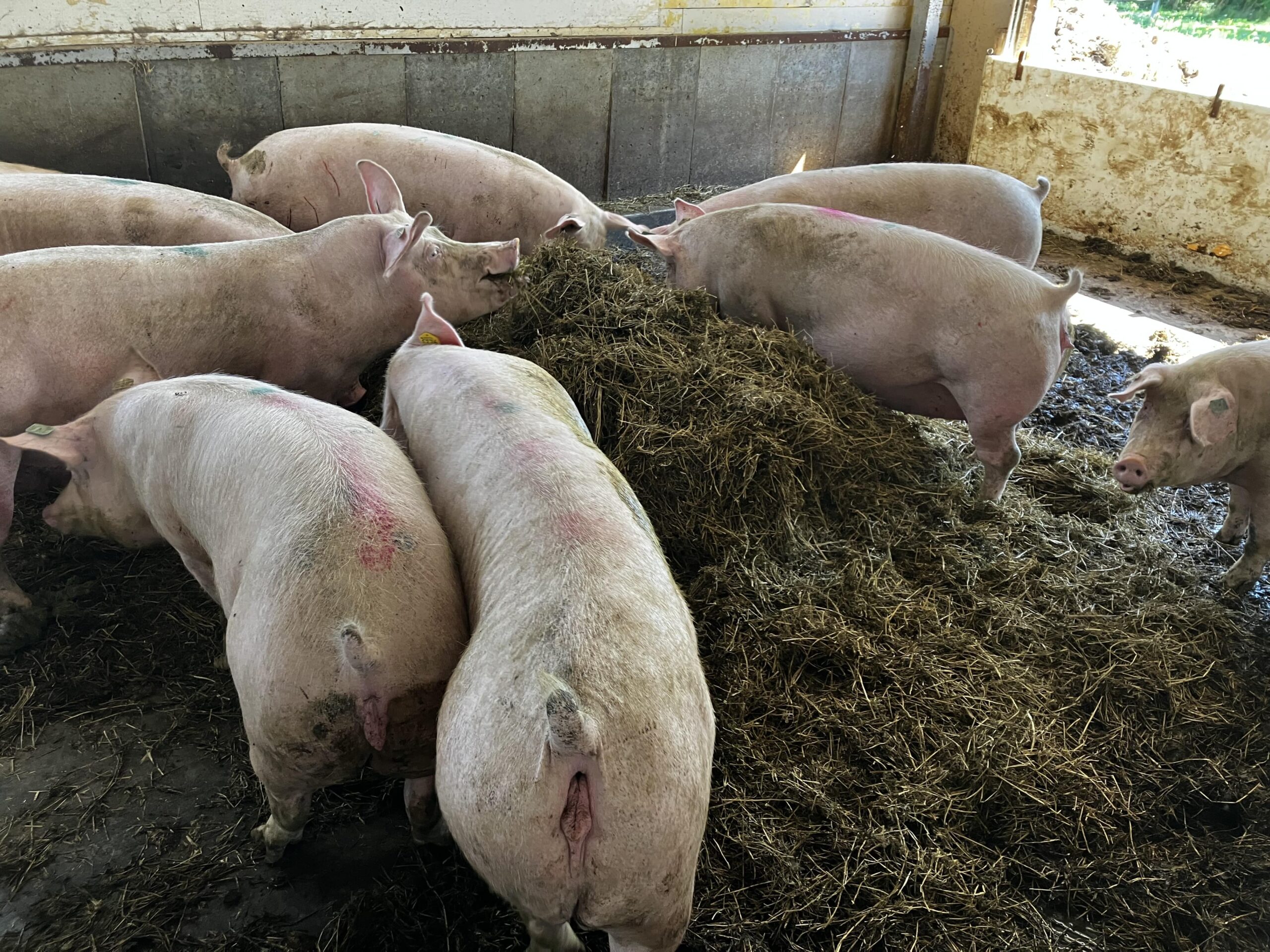 egli sows min egli sows min
