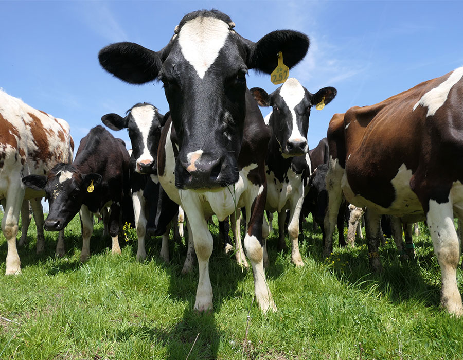 A group of black, brown and white cows with yellow tags in their ears stand in a grassy field with a blue sky behind them.