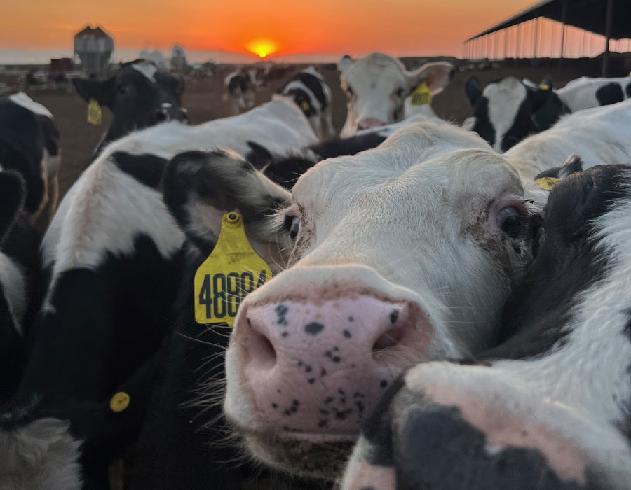 A closeup of a black and white cow with a yellow tag in its ear. It is surrounded by many other cows and it's nose very close to the camera with a sunset in the background.