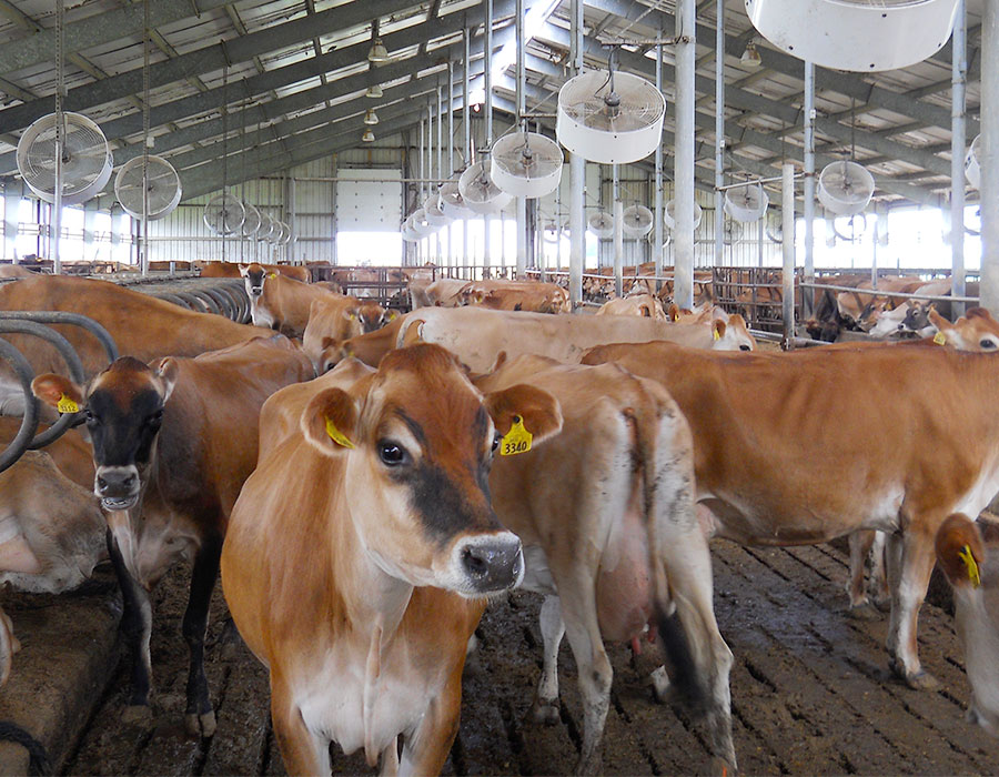 kg-efforts-cattle-projects A barn full or brown cows with yellow tags in their ears.