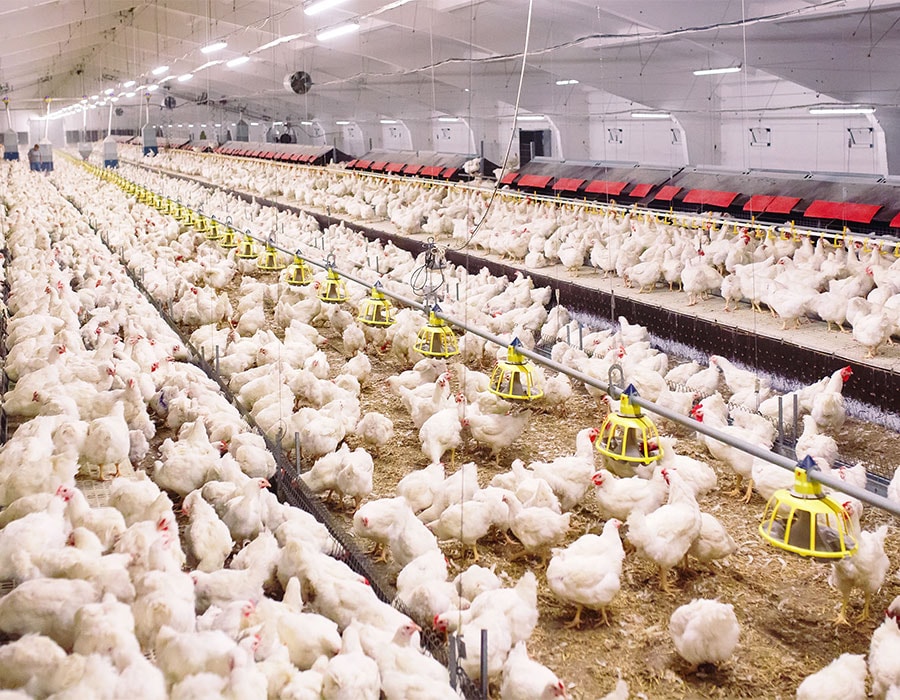 kg-efforts-poultry-projects A large warehouse filled with white chickens organized into rows.