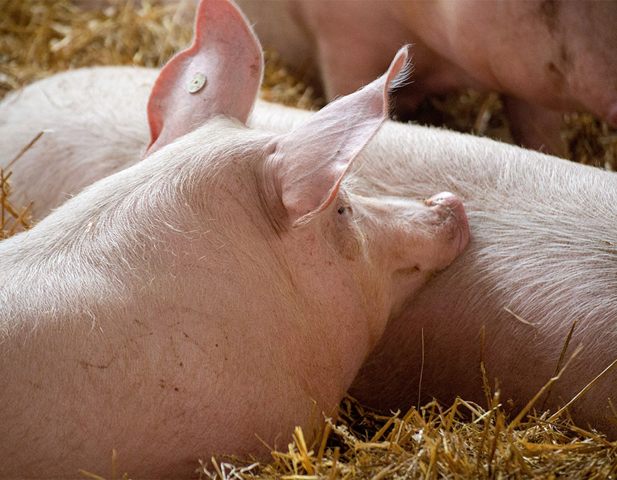 kg-efforts-swine-projects A pig lying down in a pile of hay gently resting its head on the body of another pig.