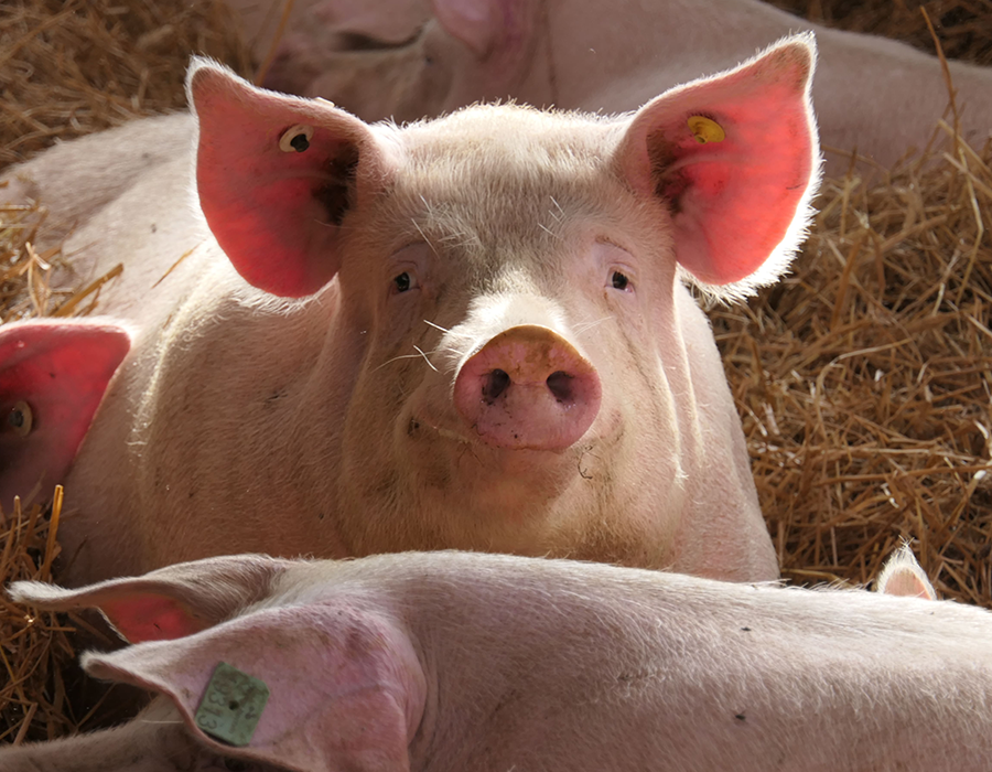 kg-mission-approach-2026