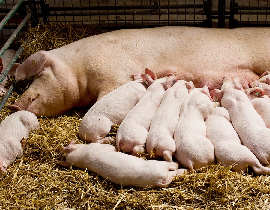A mother pig lie on her side in a pile of hay while her ten piglets feed.