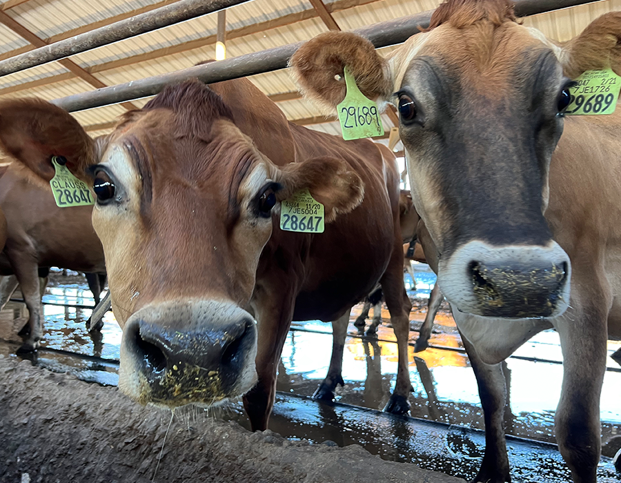 Two brown cows with ear tags stand close together in a barn, looking directly at the camera.