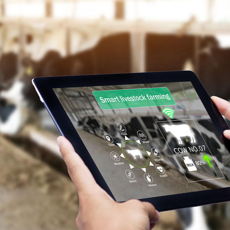 A mockup of an Pad with a screen titled "Smart livestock farming" with visuals depicting statistics pertaining to a cow's health.