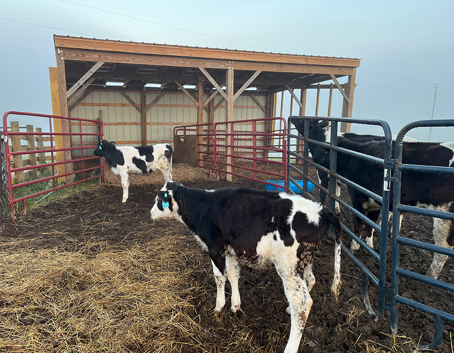 Three black and white calves stand in a muddy pen with a wooden shelter and metal gates on a farm.