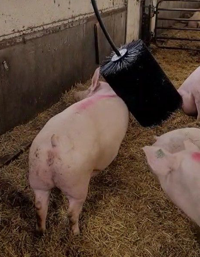 A pig stands under a large rotating brush, scratching its back in a barn with straw bedding.