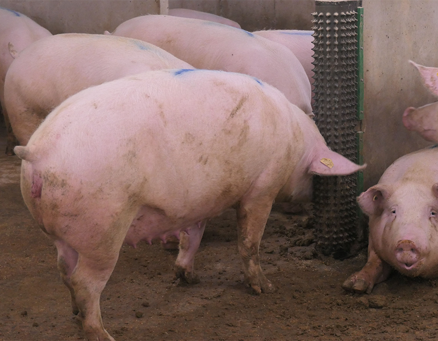 Several pink pigs stand and lie on the floor in a pen, one rubs against a spiked scratching post.