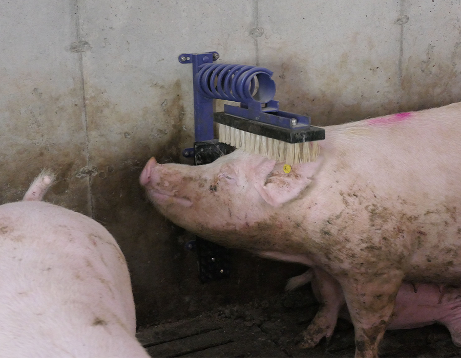 Pig rubbing its head against a mounted brush in a barn, with another pig partially visible nearby.