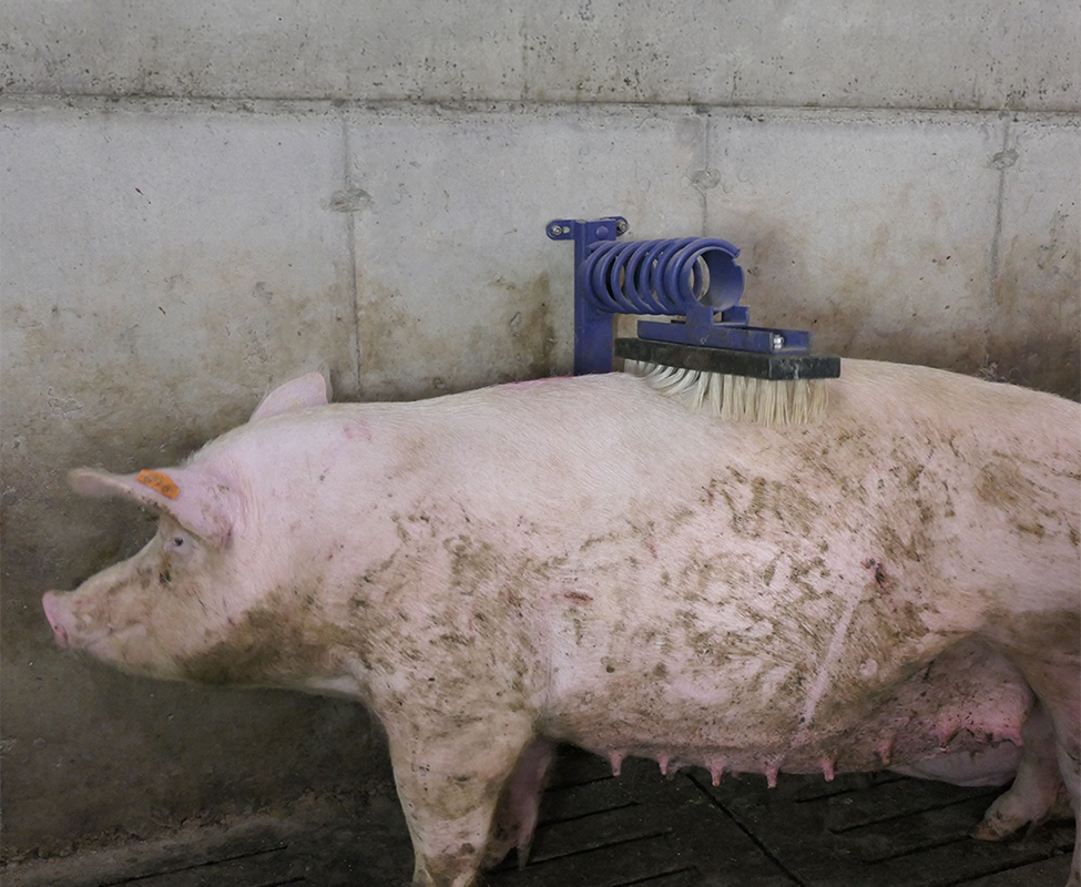 A pig rubbing against a mounted brush attached to a wall in a muddy pen.
