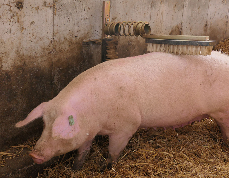 A pig uses a brush mounted on the wall in a barn, standing on straw-covered ground.