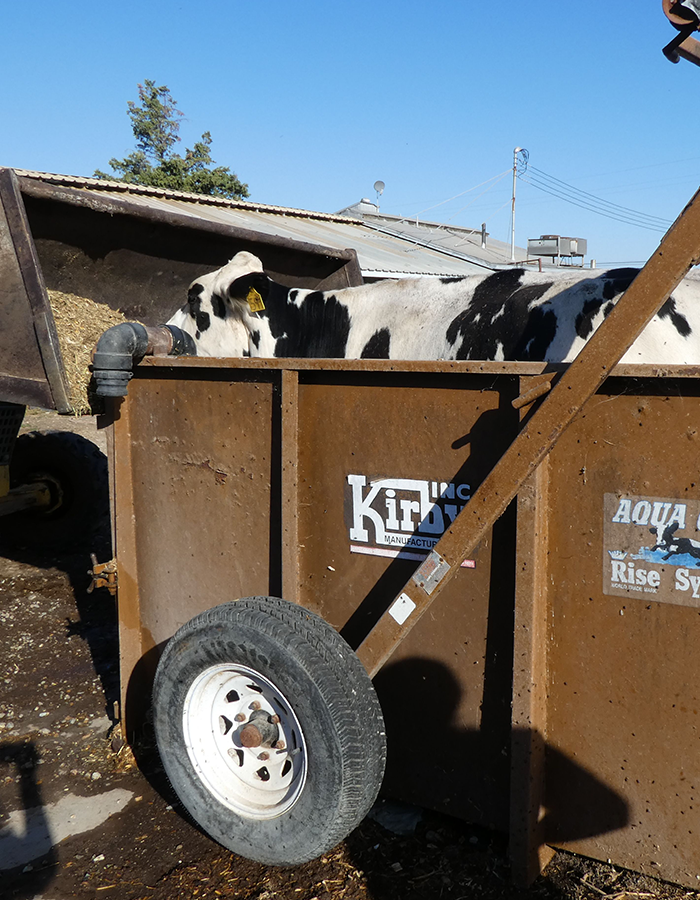 A black and white cow stands behind a rusty metal farm container under a clear blue sky.