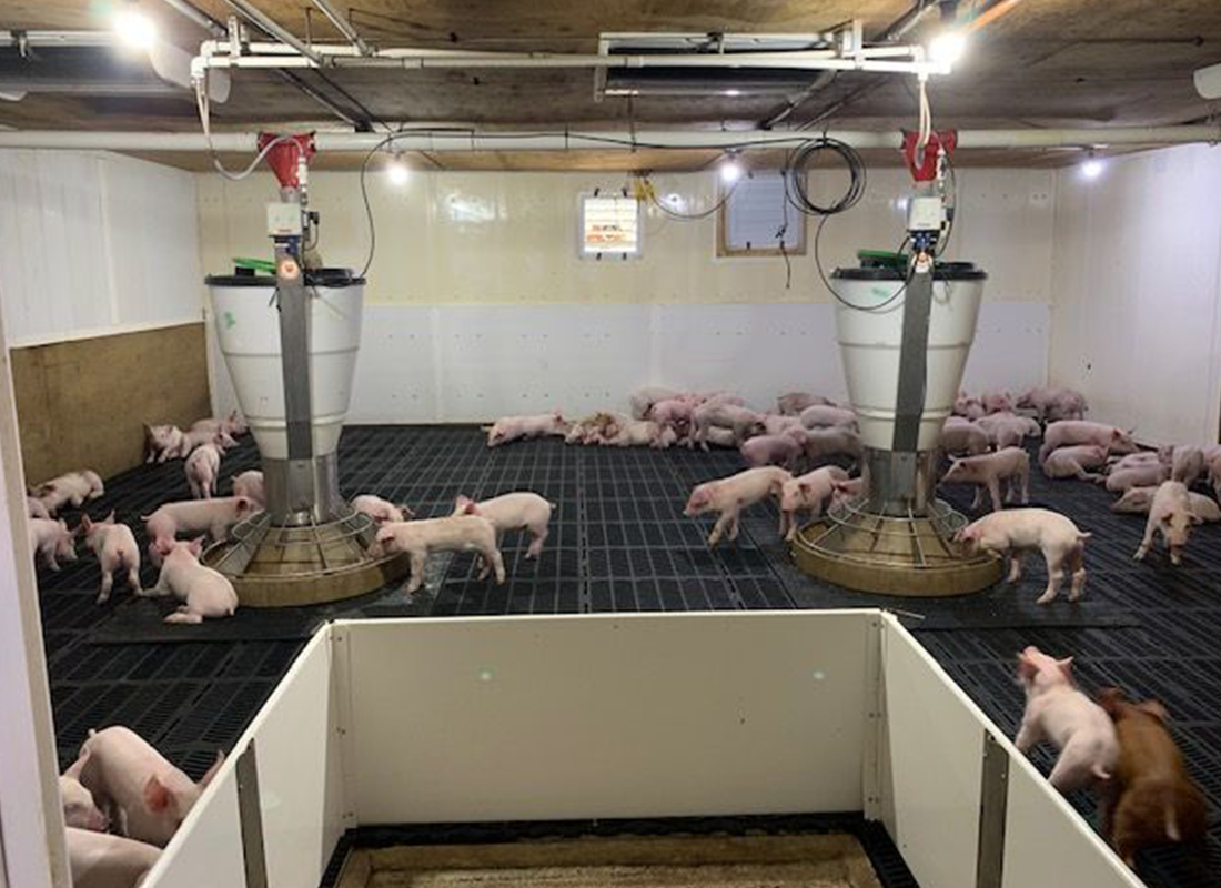 Dozens of piglets in a clean indoor pen with automated feeders and slatted flooring.