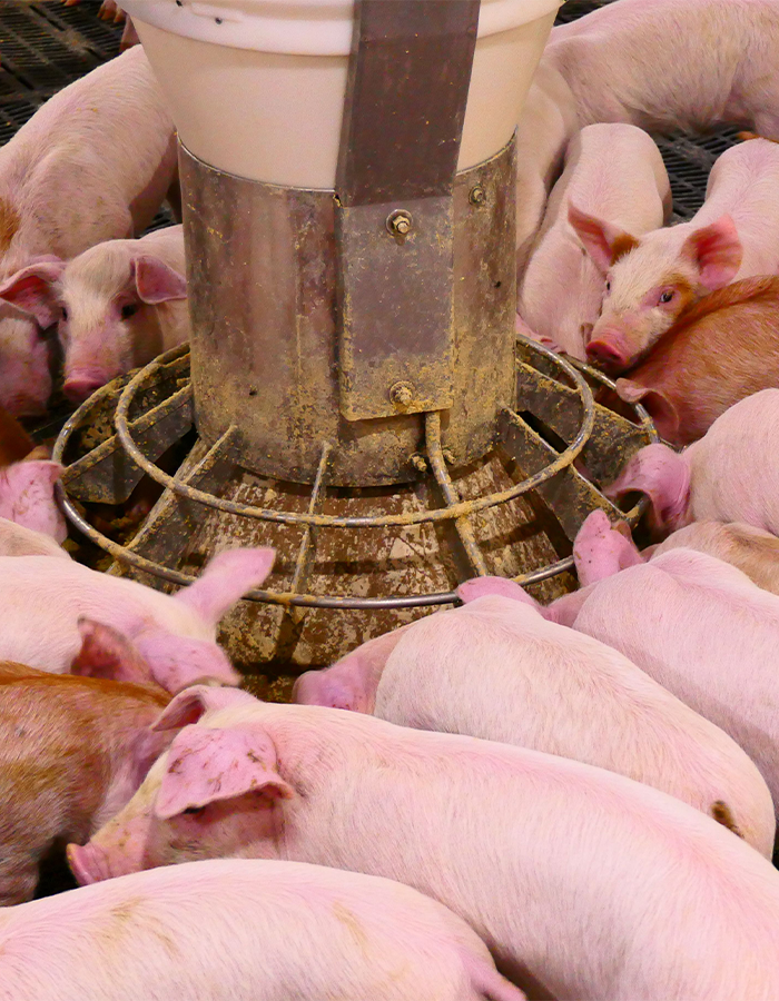 Piglets gathered around a metal feeder, eating in a pen with a white plastic feed container above.