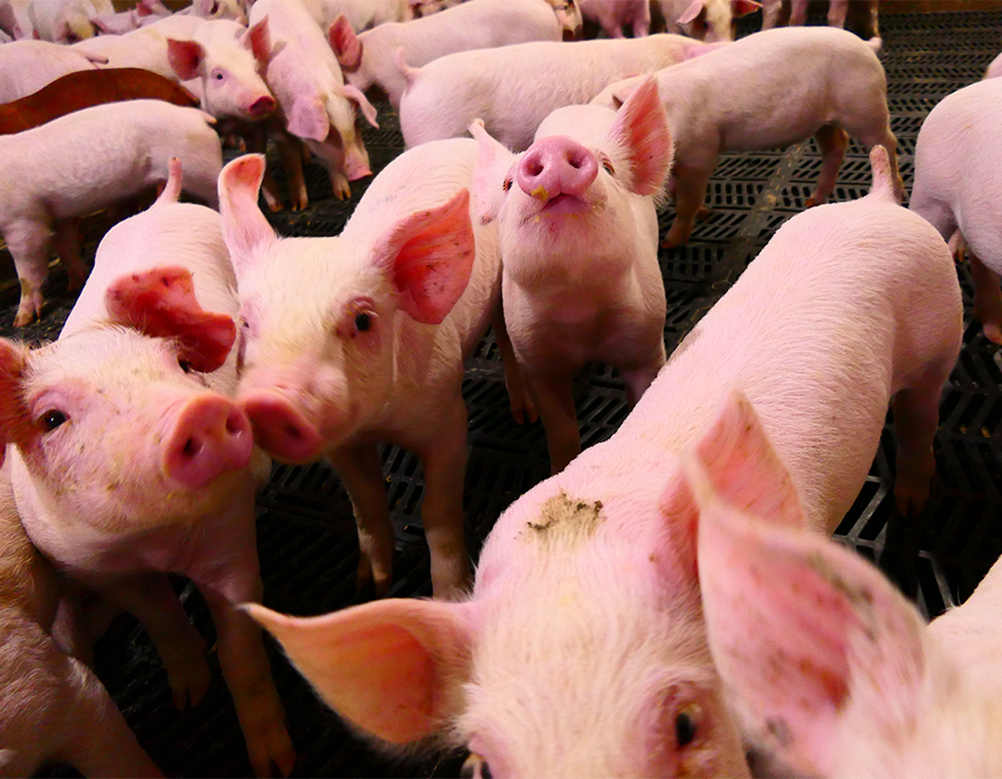 Group of young pink piglets standing close together on a black slatted floor, looking toward the camera.