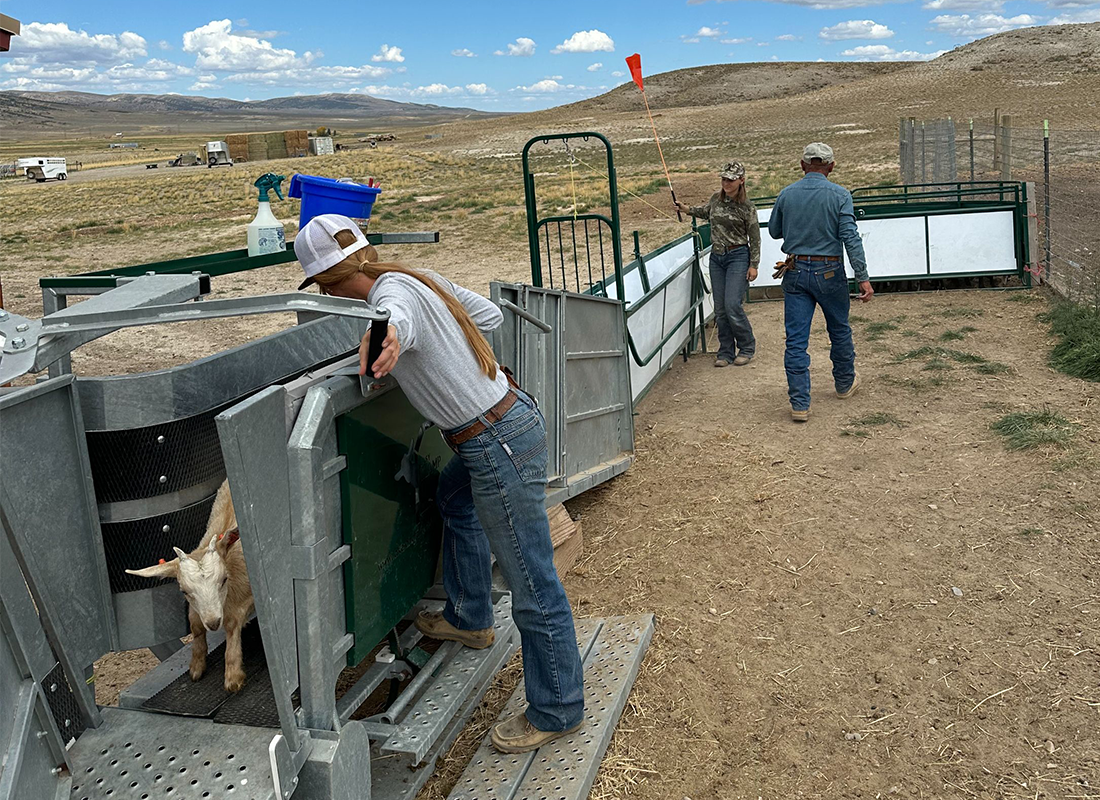 Three people guide a goat through a metal livestock chute in a rural outdoor setting under a blue sky.