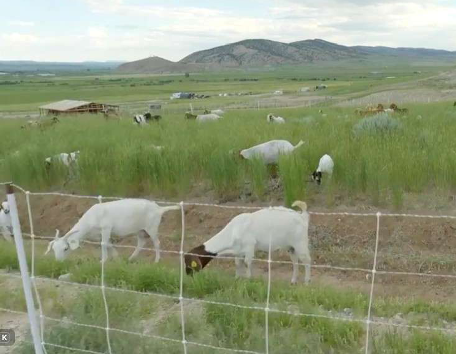 White goats grazing on green grass behind a wire fence with hills and fields in the background.