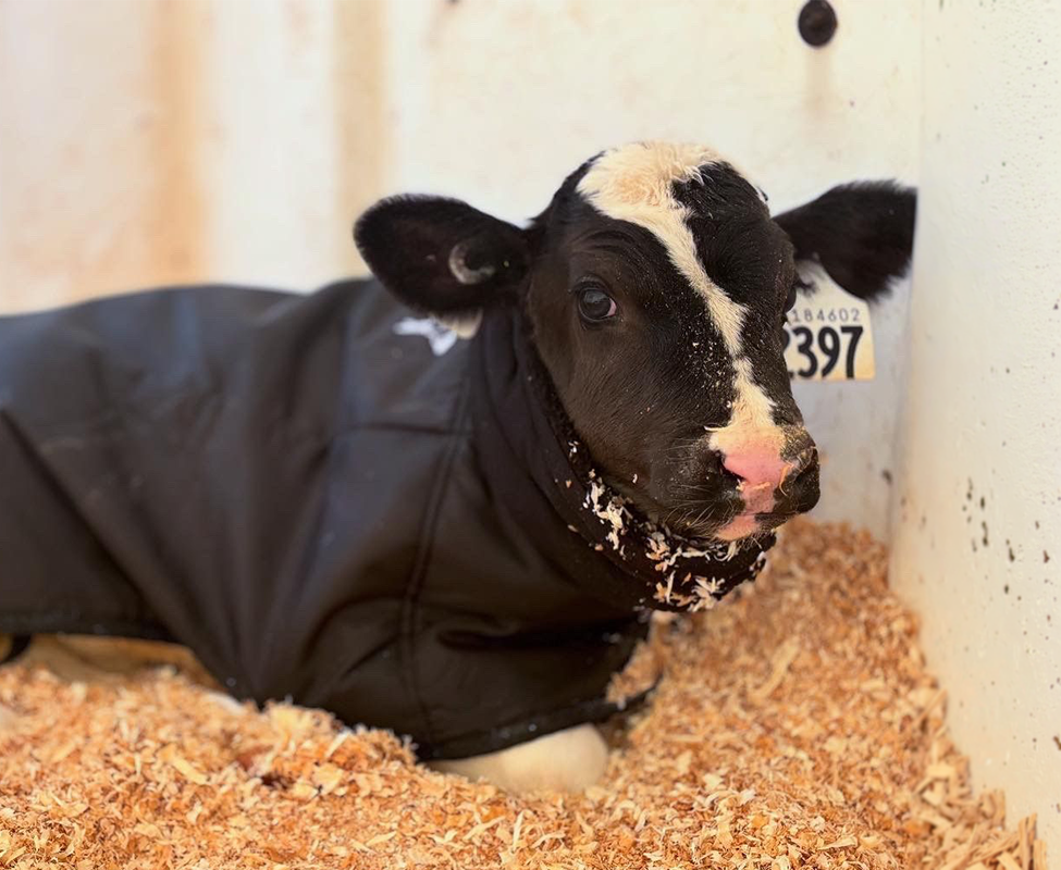 A black and white calf wearing a jacket lies on wood shavings in a pen, looking toward the camera.