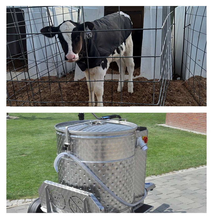 Top: A calf in a pen. Bottom: A metal milk container with wheels and a hose, outdoors on a paved path.