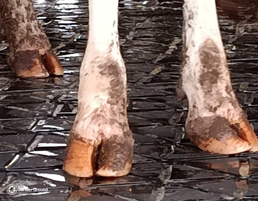 Close-up of muddy cow hooves standing on a textured black surface.