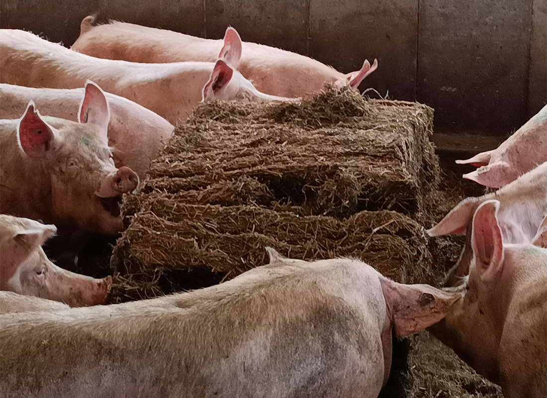 Several pigs eating hay or silage from a large pile inside a barn with concrete walls.