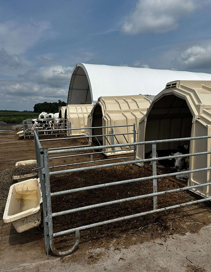 Calves rest in small pens outside white barn-like shelters on a cloudy day at a farm.