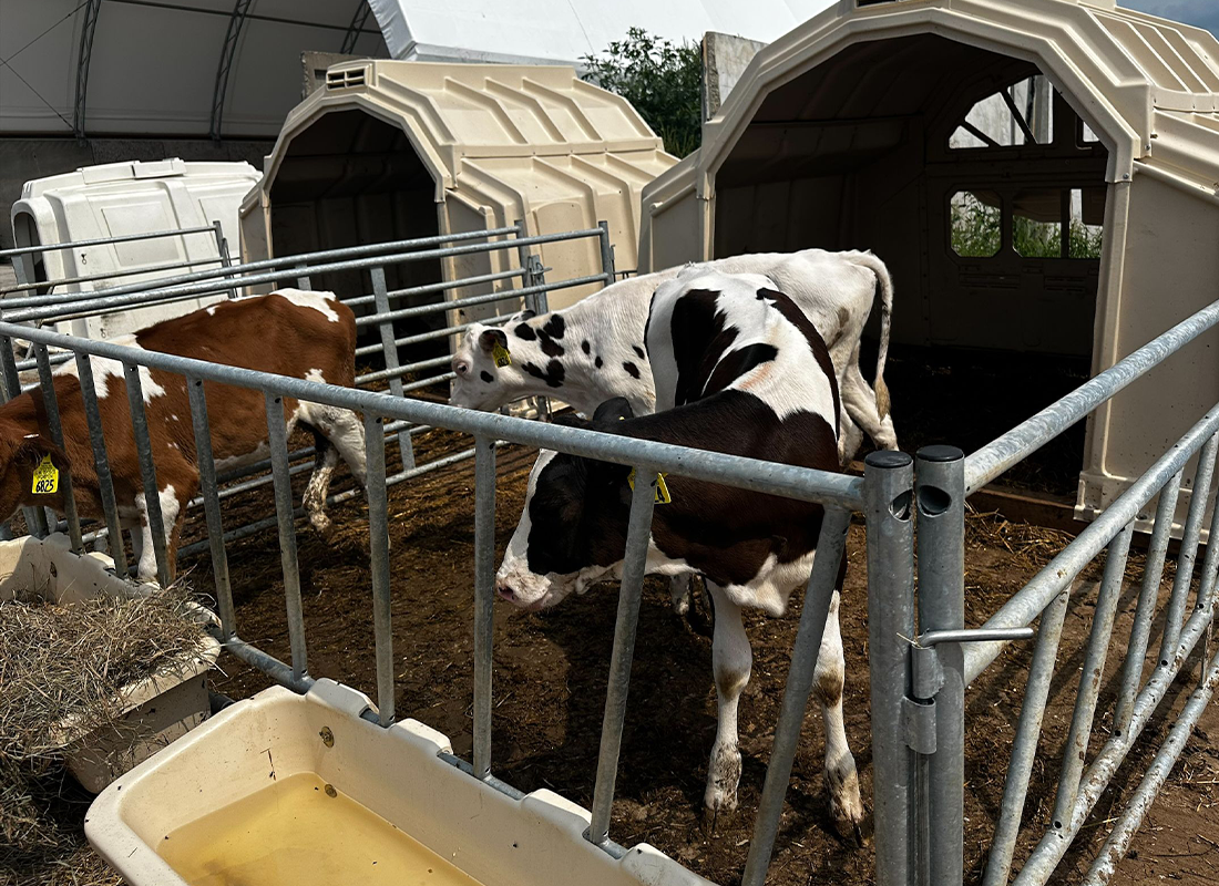 Three calves stand in a gated outdoor pen with calf hutches behind them on a farm.