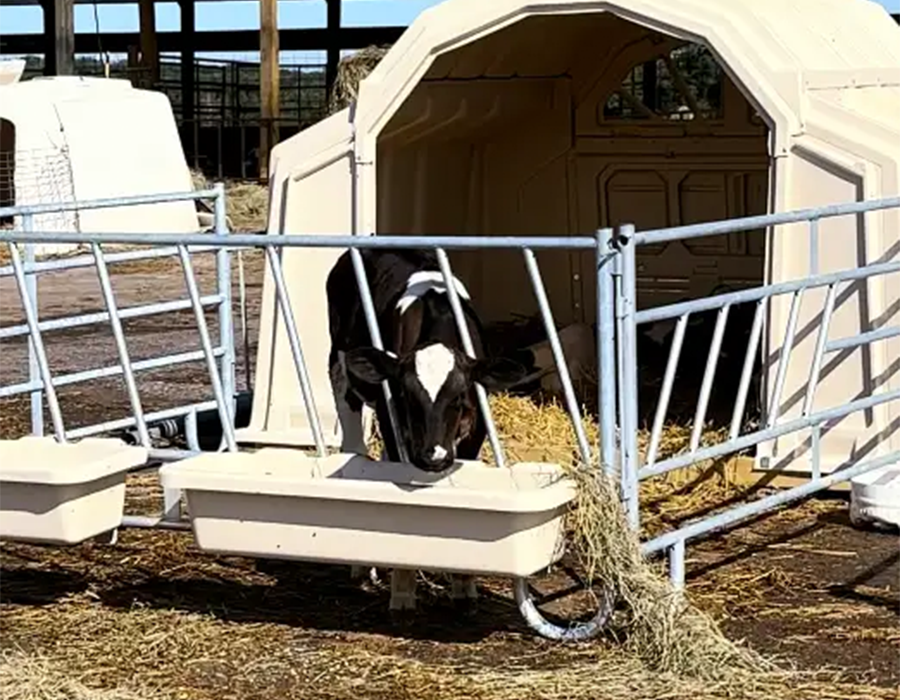 A black and white calf eating hay from a feeder outside a small barn enclosure on a farm.
