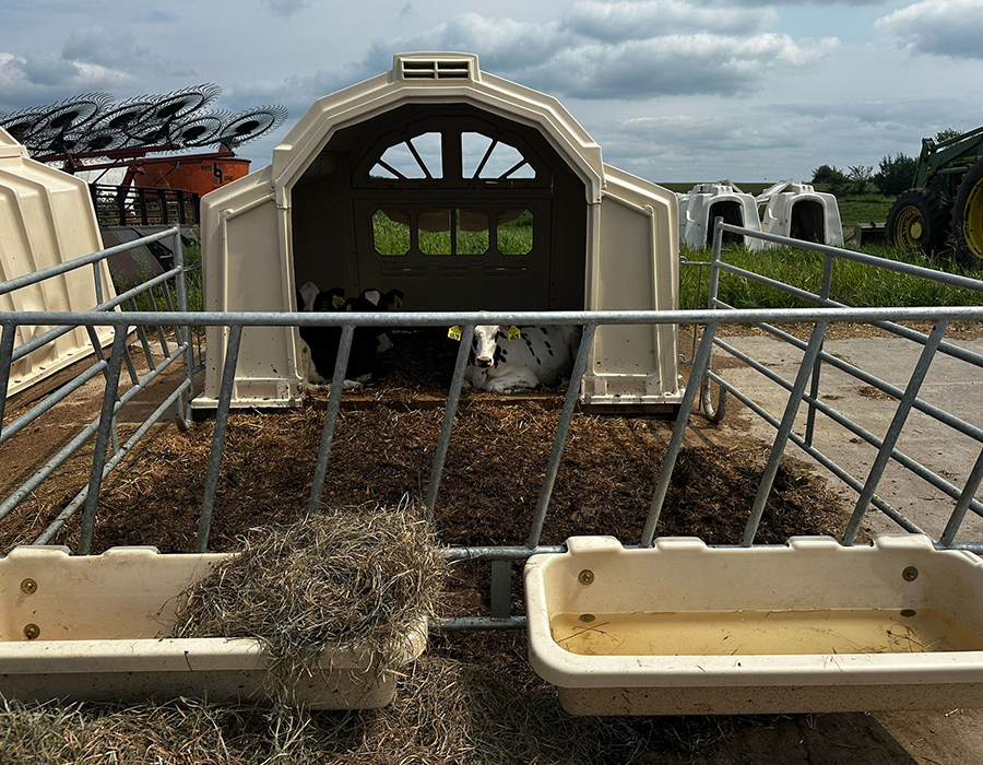 Two calves rest inside a small white shelter on a farm, with a metal gate and feed troughs in front.