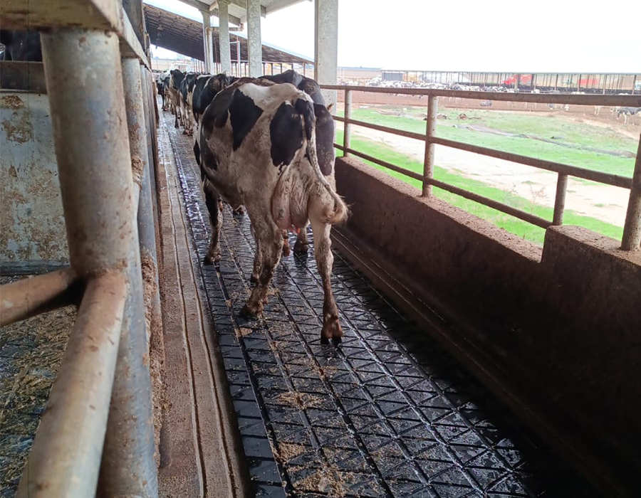 A line of black and white cows walking down a rubber floor.