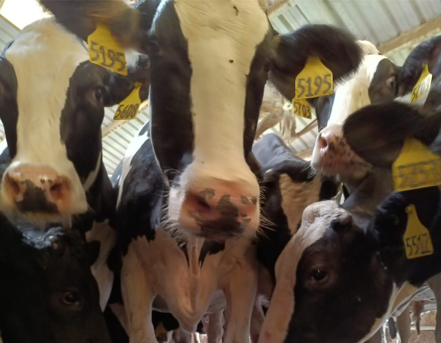 Close-up of several black and white cows with yellow ear tags standing together inside a barn.