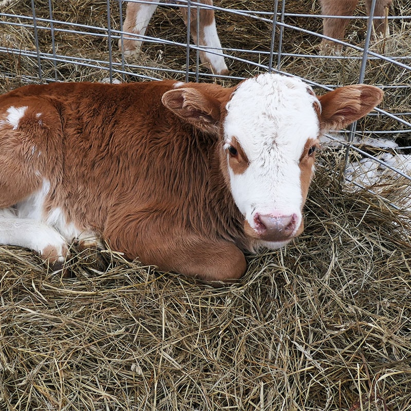 A brown and white calf lying down ini a pile of hay next to a silver fence.