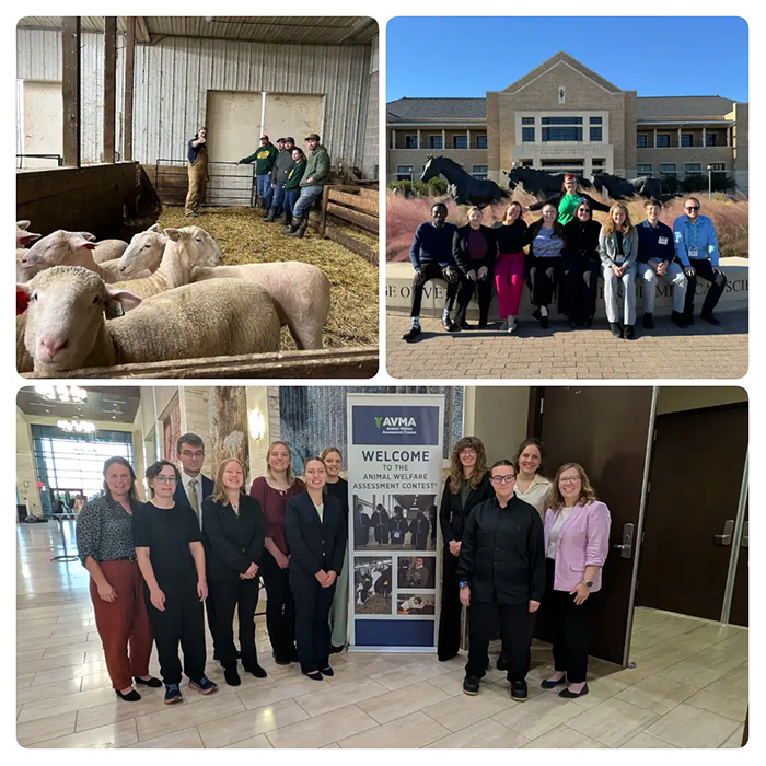 A collage of students at a farm with sheep, posing outside a building, and standing at an AVMA contest event.