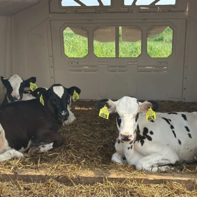 Three calves with yellow ear tags lying on straw inside a shelter with open windows and green grass outside.