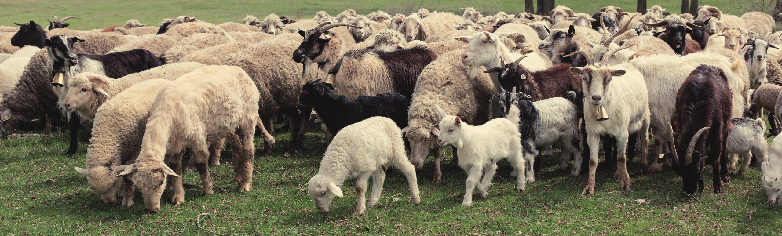 sheep and goats-min sheep and goats-min